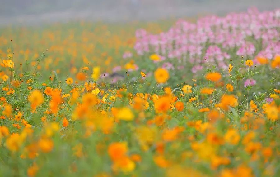 送你一片花海許你一世溫柔楠溪江花海盛夏歡迎你