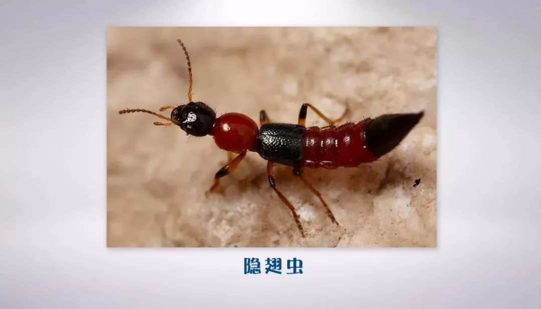 5,還有哪些蟲咬傷是夏季高發的?