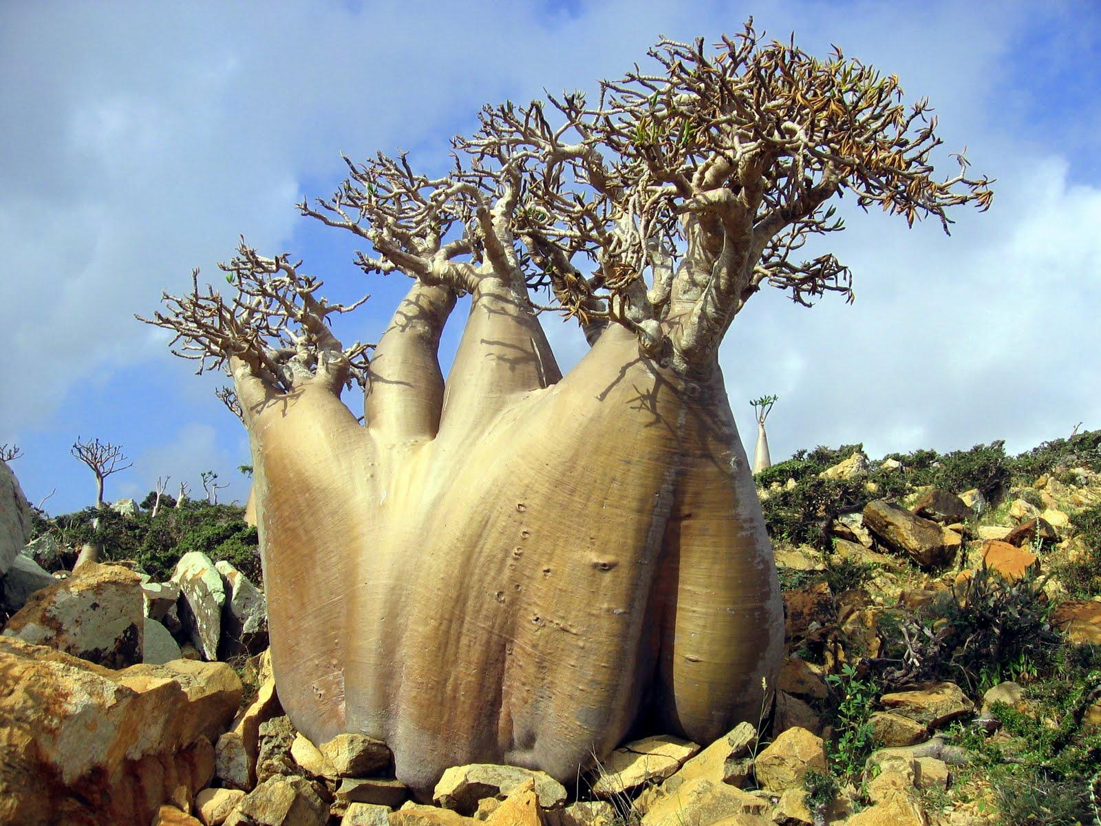 葉門索科特拉島距本土380公里，植物為何像外星生物？ 歷史 第8張