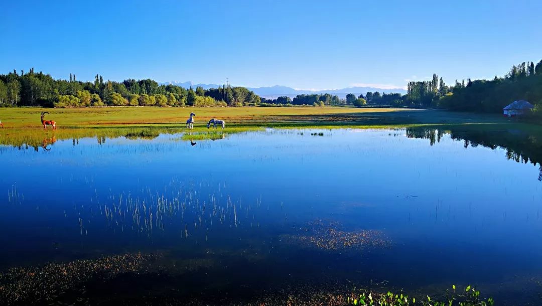 拜城县康其湿地公园图片