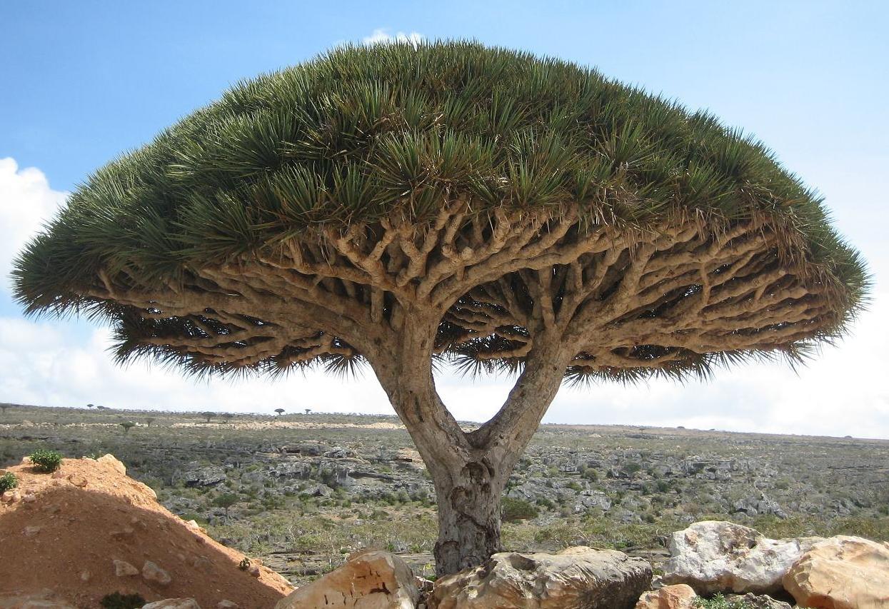 葉門索科特拉島距本土380公里，植物為何像外星生物？ 歷史 第6張