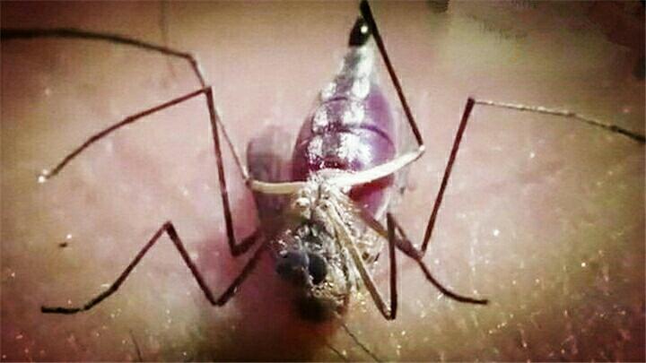 蚊子疯狂吸人血当场胀死 关于蚊子的10个冷知识