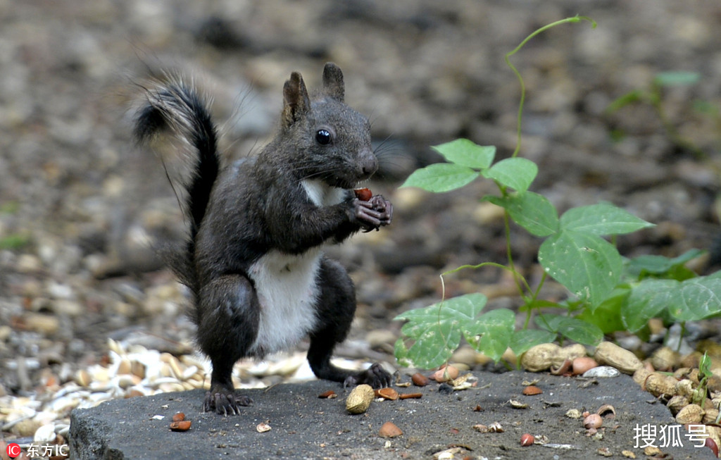 野生松鼠對美食來者不拒 被稱公園