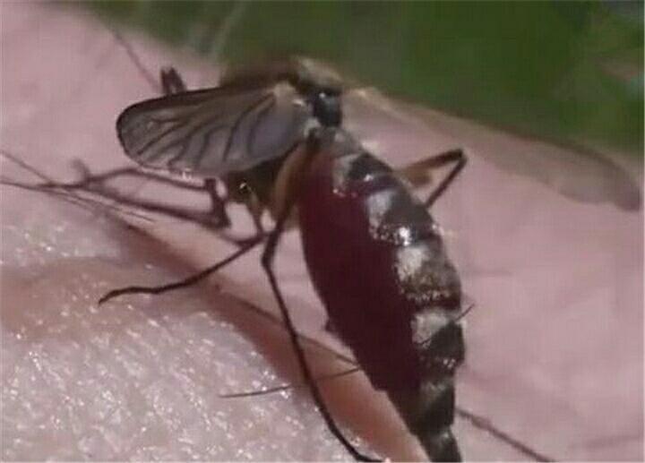 蚊子吸血胀死事件：关于蚊子的10个冷知识
