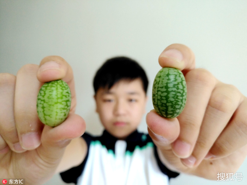 拇指西瓜种子生长全过程(拇指西瓜的种植方法，一株才结60来个，怪不得那么贵) - 生活 - 布条百科