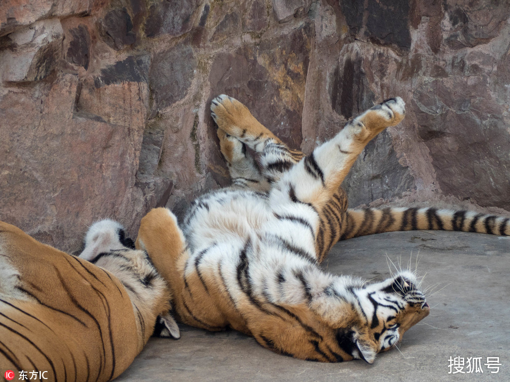 老虎躺平表情包图片