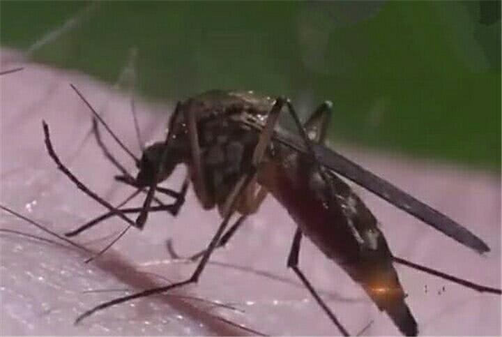 蚊子疯狂吸人血当场胀死 关于蚊子的10个冷知识