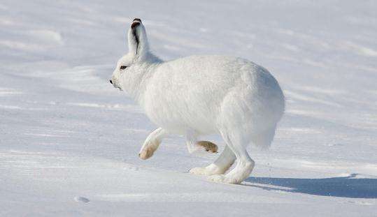 北极兔站起来的样子图片