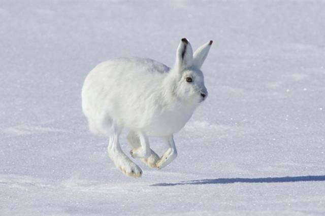 世界最萌的兔子长得像一团雪球但站起来后形象就全毁了