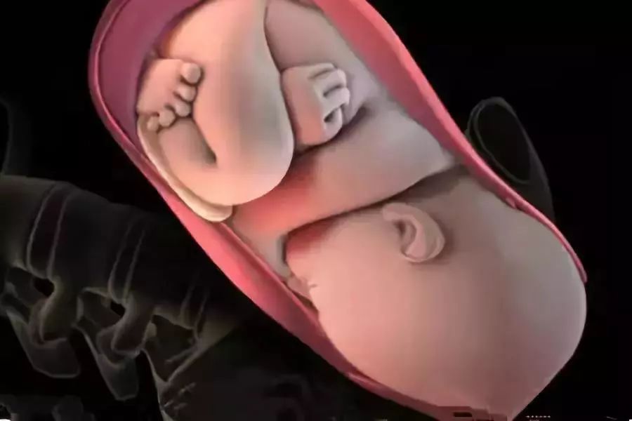 产道看见胎儿头能看到图片