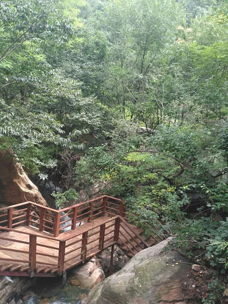 为藤龙山点赞!一场大雨带来夏季坚韧蜕变(文末福利)