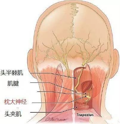 后脑神经分布图图片