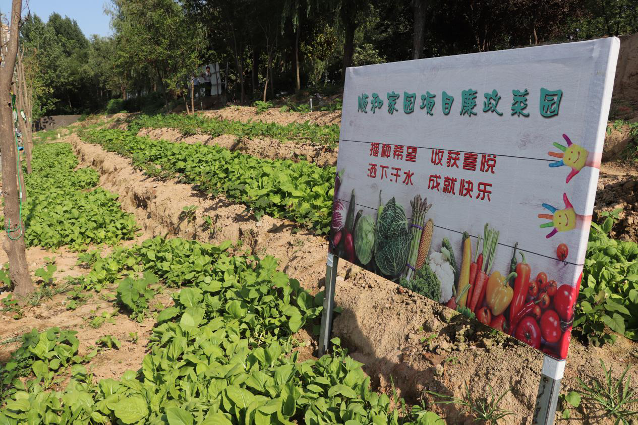 思广益,充分利用场地条件,用心规划出一片空地,精心打造出"廉政菜园"