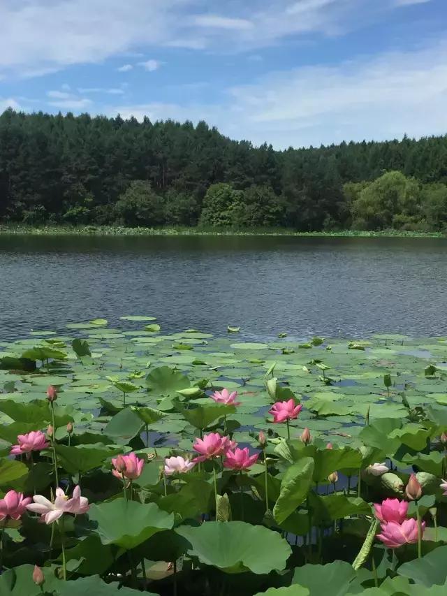 长春今夏最佳赏荷地南湖净月的满池荷花早已惊艳绽放美爆了