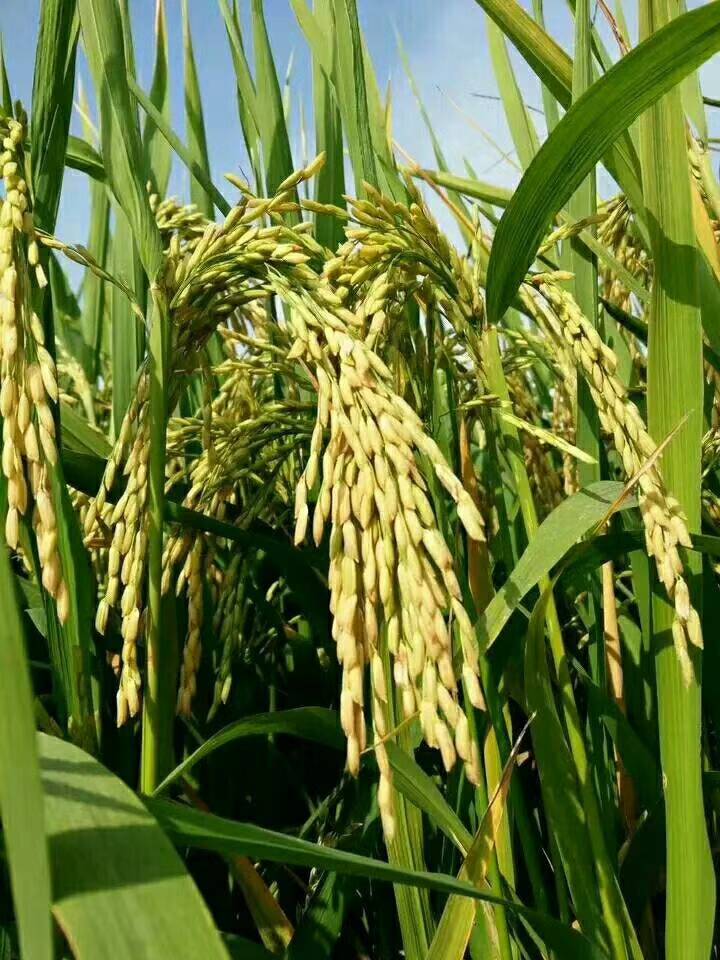 传统水稻要维持高产,需要大量的灌溉水,需要投入大量的化肥和农药