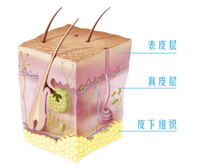 皮肤结构3,皮沟,皮丘,毛孔形成皮肤表面纹理2,厚度在0