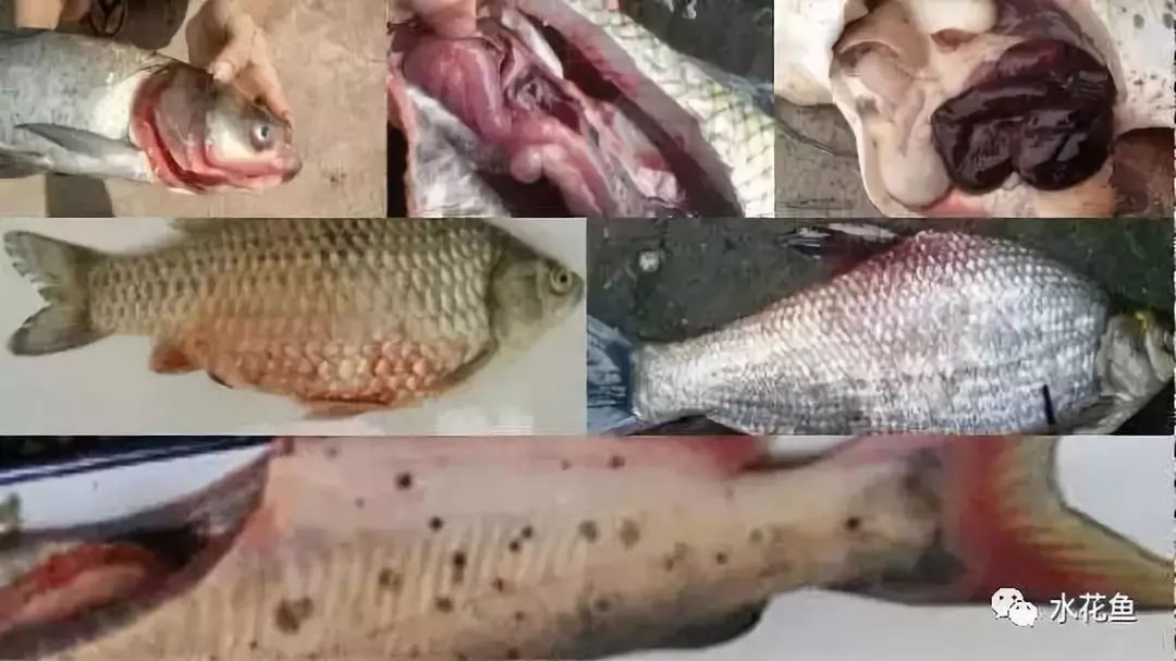 范围最大流行季节最长的暴发性鱼病成因及对策
