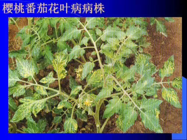 【山東普創】植保《西紅柿病毒病圖解》