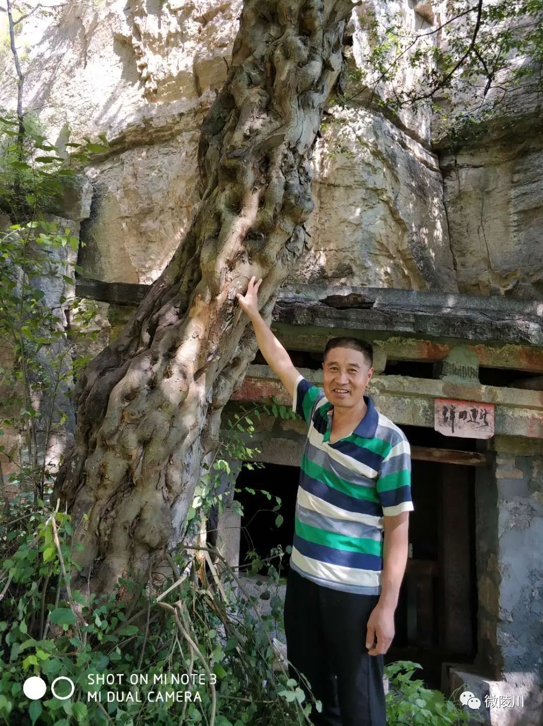 【稀罕】陵川马圪当这棵树长的真奇怪!