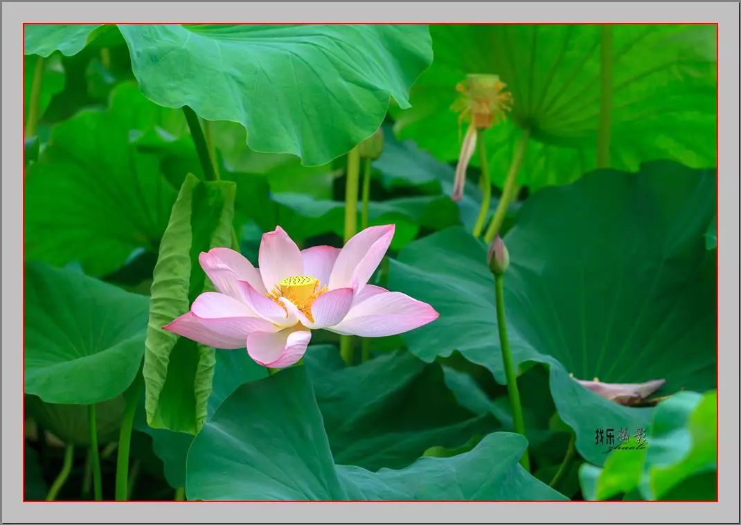 玉镜明湖春水绿  荷花簇锦映人红