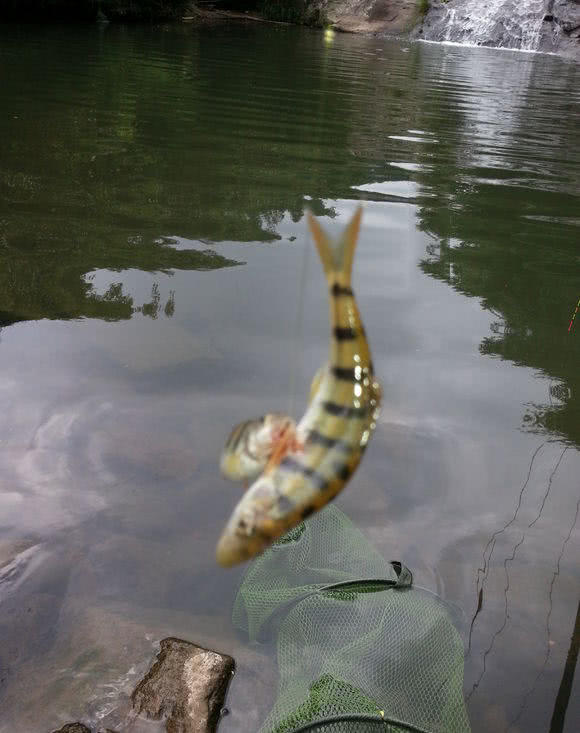 鄉下溪流釣石斑魚平均十幾秒鐘就有一條上鉤看著眼饞