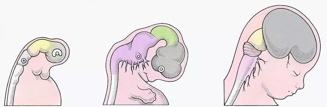 第三時期:懷孕30周左右到出生後(腦成長活潑期)