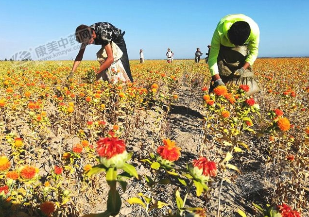 红花药材装车完毕准备外销 返回搜 责任编辑