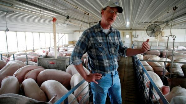 美国猪肉快撑不住了!日媒:贸易争端重创美食用肉行业