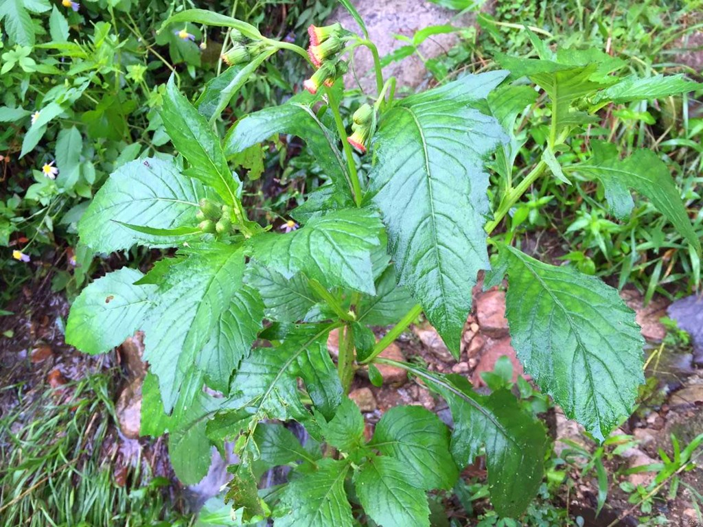 農村這種常見的野菜有健脾消腫的功效可治感冒發熱你認識嗎