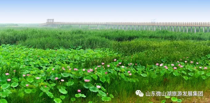 微山湖芦苇荡图片