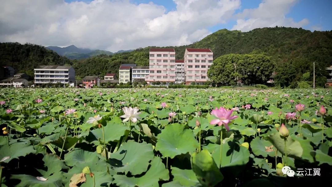 湖岭新垟近百亩荷花等你来