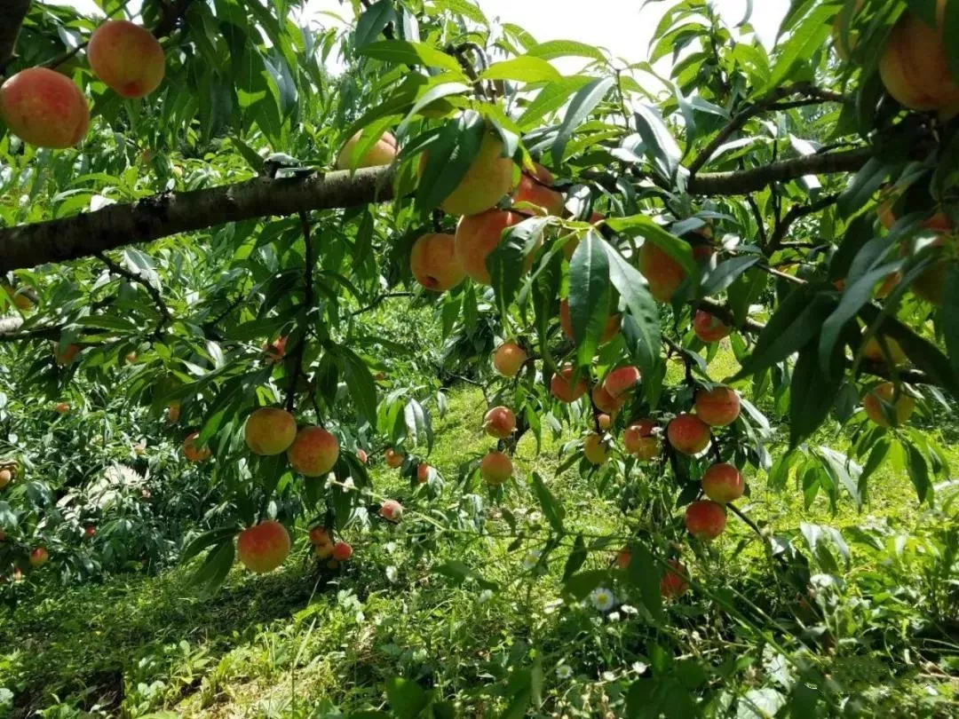 桃子树长什么样子图片图片