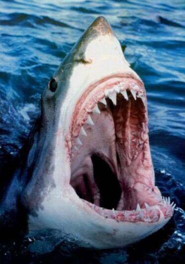 恐怖鲨鱼吃人图片男子被袭击咬碎