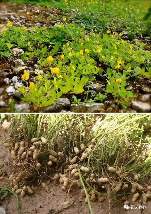 園藝療法芝麻不是從火龍果里長出來的10個食物被採摘前的真相