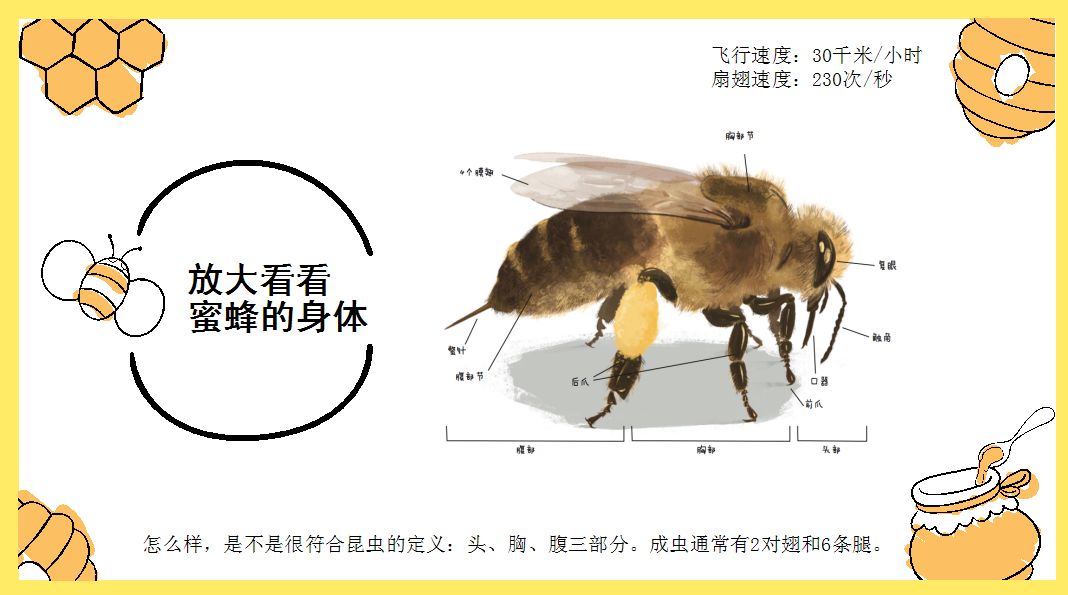 从蜜蜂的结构到种类都做了详细的讲解,小编默默截了几张讲师的ppt