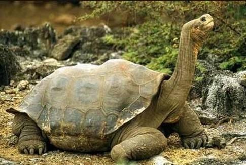 最大的千年乌龟图片图片