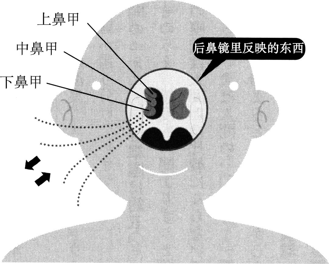 輕科普鼻孔為什麼有兩個人體趣味簡史