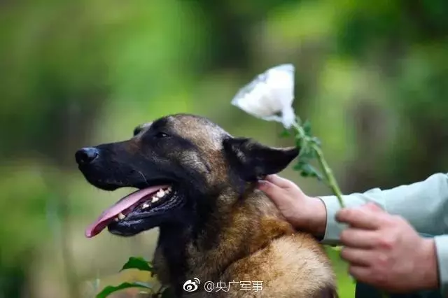 爱犬八一图片