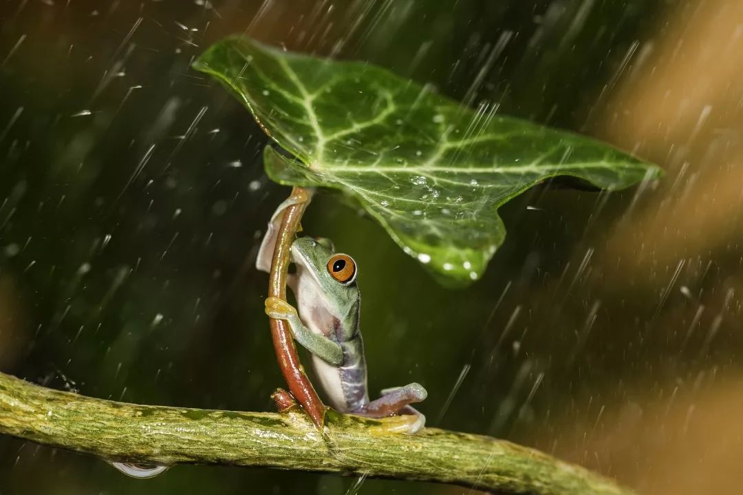 雨中活动的动物图片