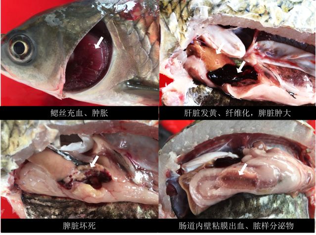 草鱼内部解剖图图片