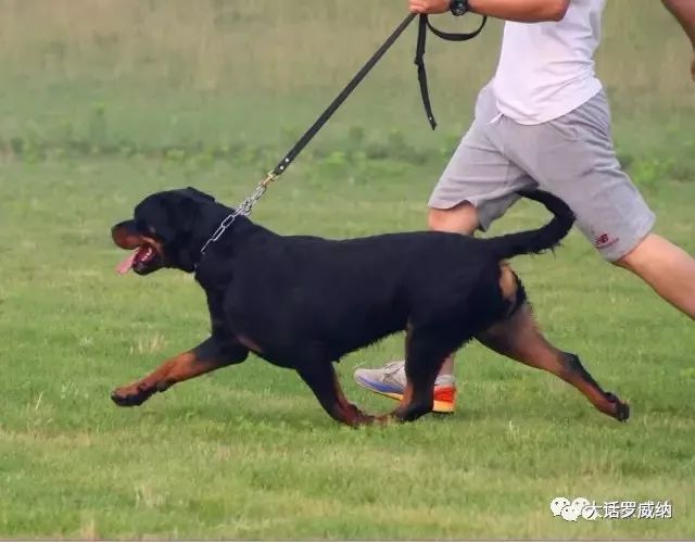 犬主转行俩优秀成年母罗威纳出售