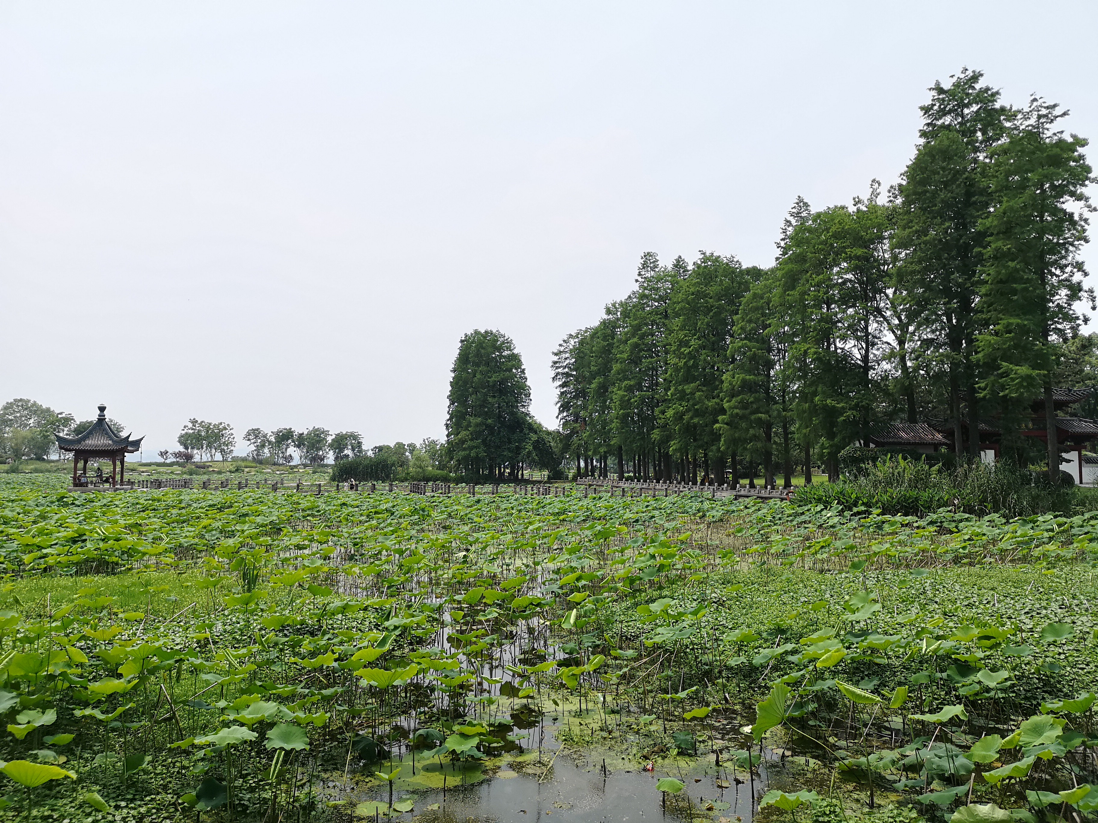 区,由磨山景区,听涛景区,落雁景区,吹笛景区,白马景区和珞洪景区组成