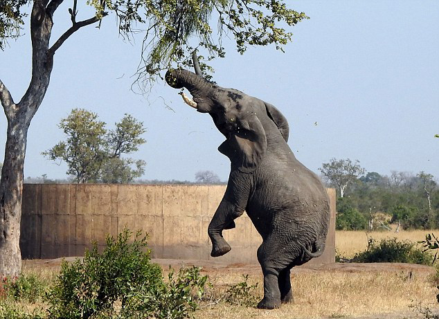 模仿大象的动作肢体图片