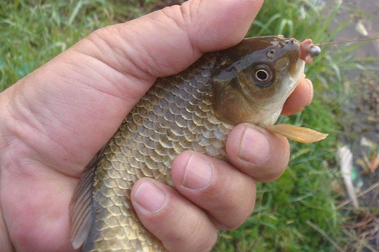 分享三條夏季野釣鯽魚心得 新手釣魚人必看