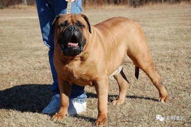 法國波爾多獒犬意大利扭玻利頓犬西藏獒犬俄羅斯高加索犬中亞牧羊犬