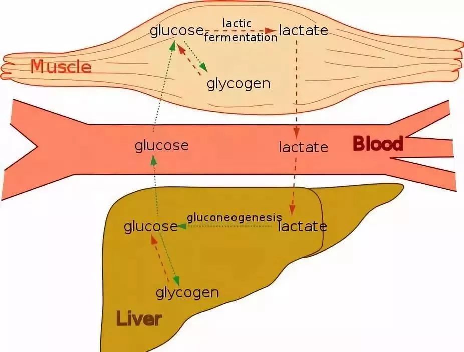 乳酸堆积在肉里的图片图片