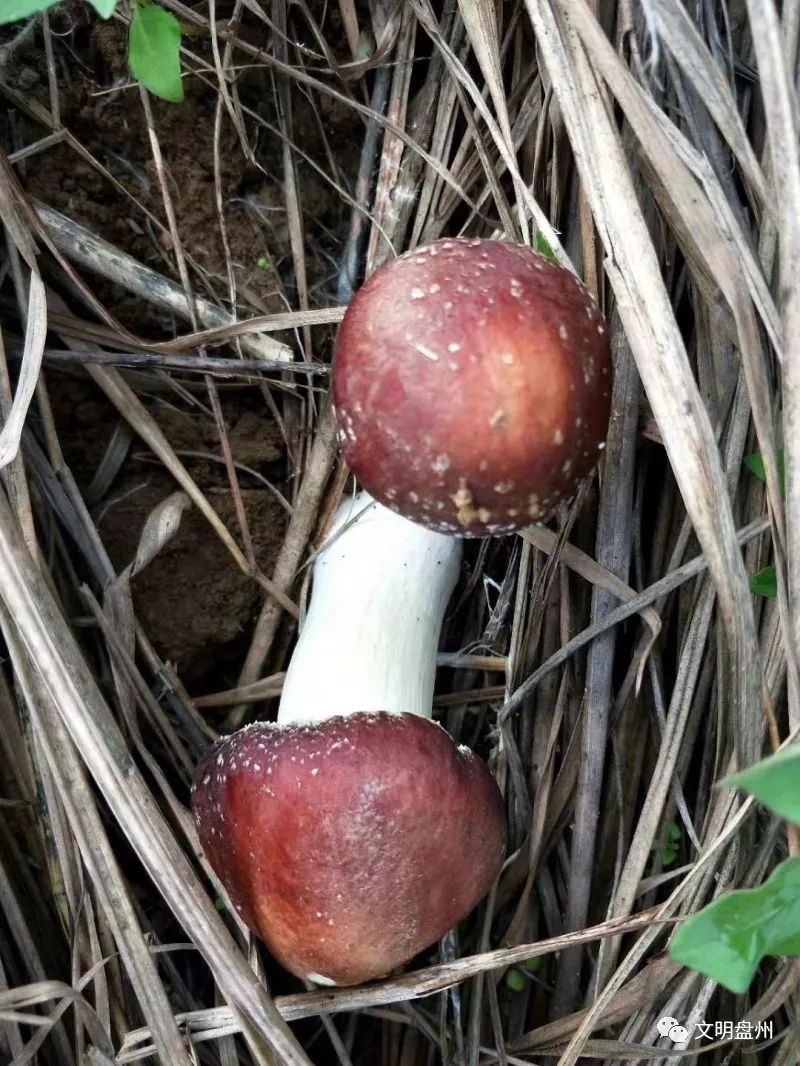 聚焦盘州瞧羊场乡何家庄村野生种植的云茸上市了