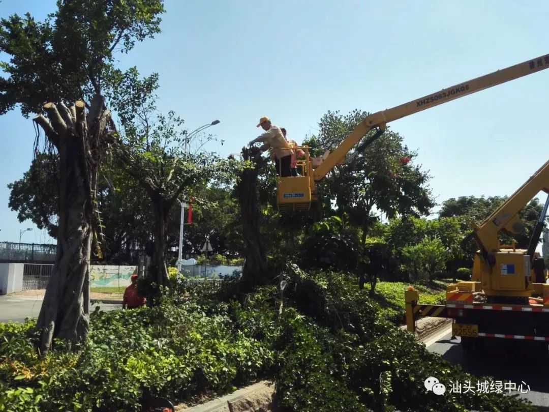 适当修剪树木势在必行为保障市民的生命,财产安全台风季节来临前因此