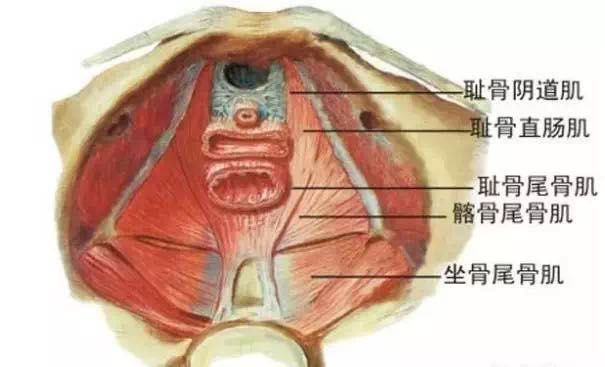 盆底肌群(亦称盆底肌,位于人类身体的中心部位,是由一对肛提肌(髂尾