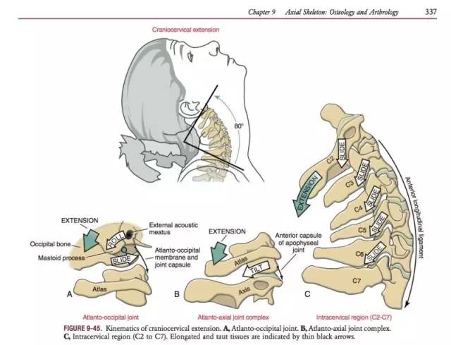 颈运动之伸展(注2)颈运动之屈曲(注1)一,颈椎肌动学基础(kinesiology